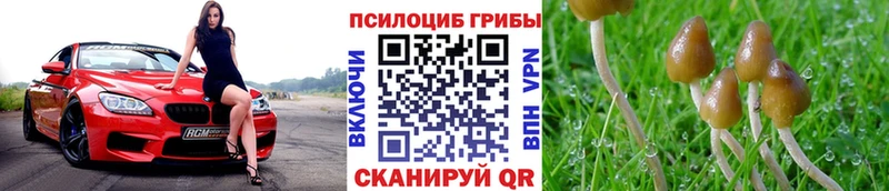 Купить Куса Псилоцибиновые грибы Psilocybine cubensis